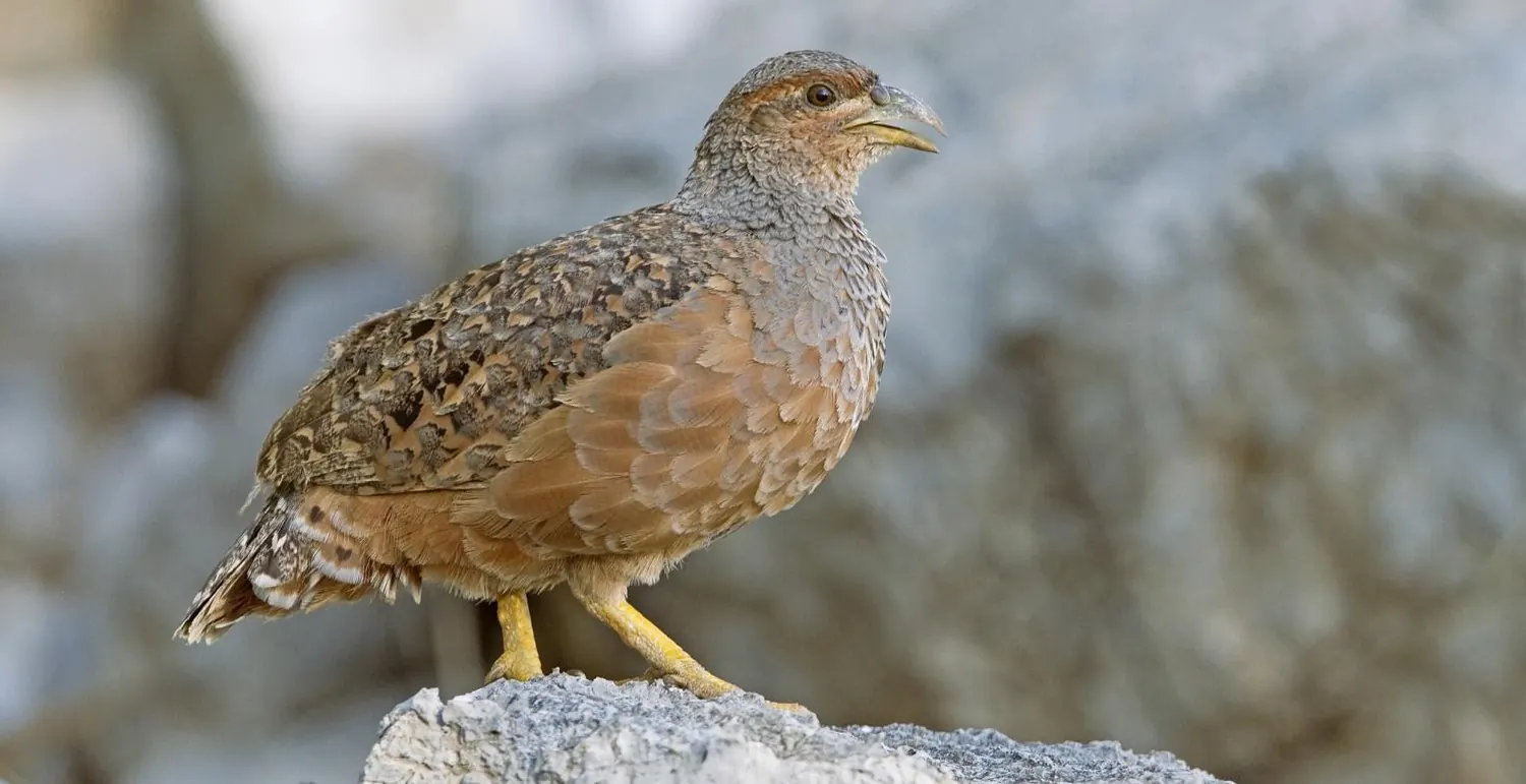 Namibian bird species