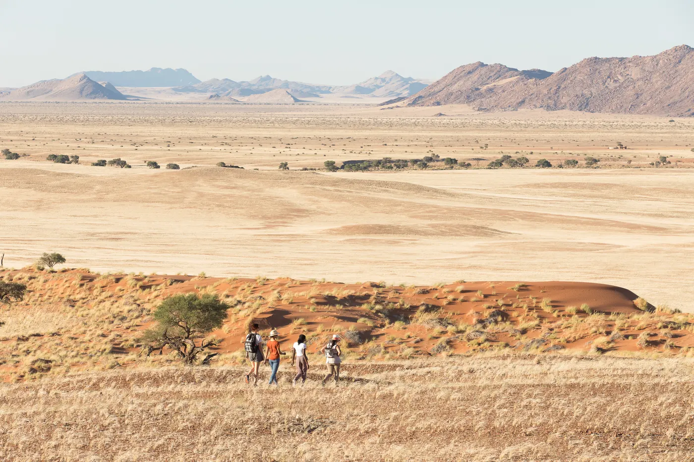 The Desert Grace - Gondwana Collection