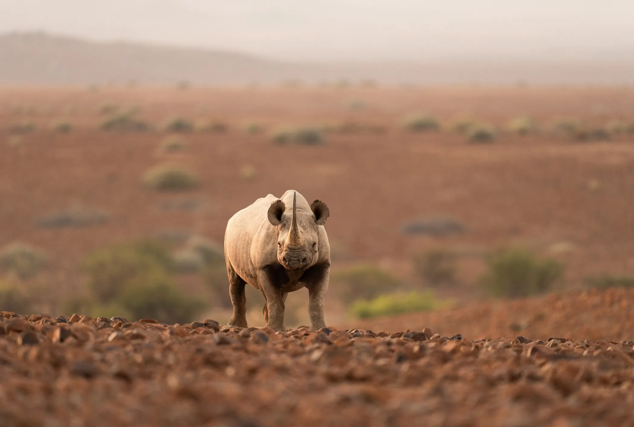 Wilderness Desert Rhino Camp - Wilderness